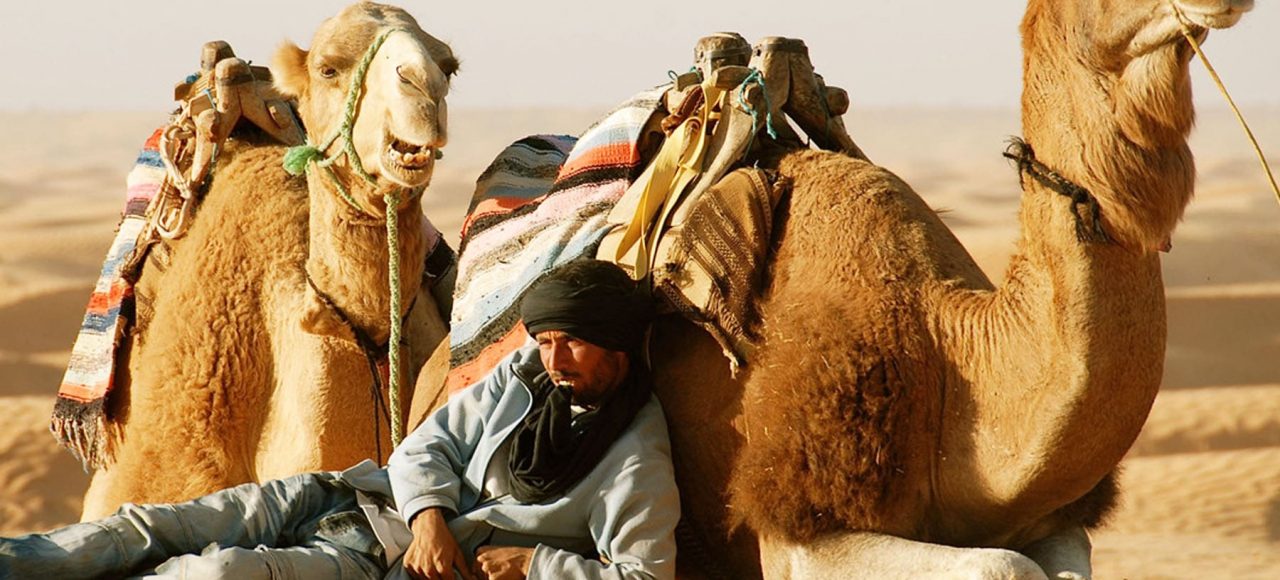 Sahara Desert Camel Trekking in Tunisia