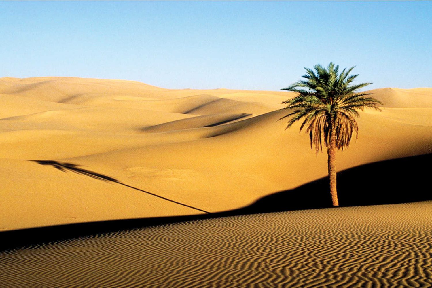 Sahara Desert Douz
