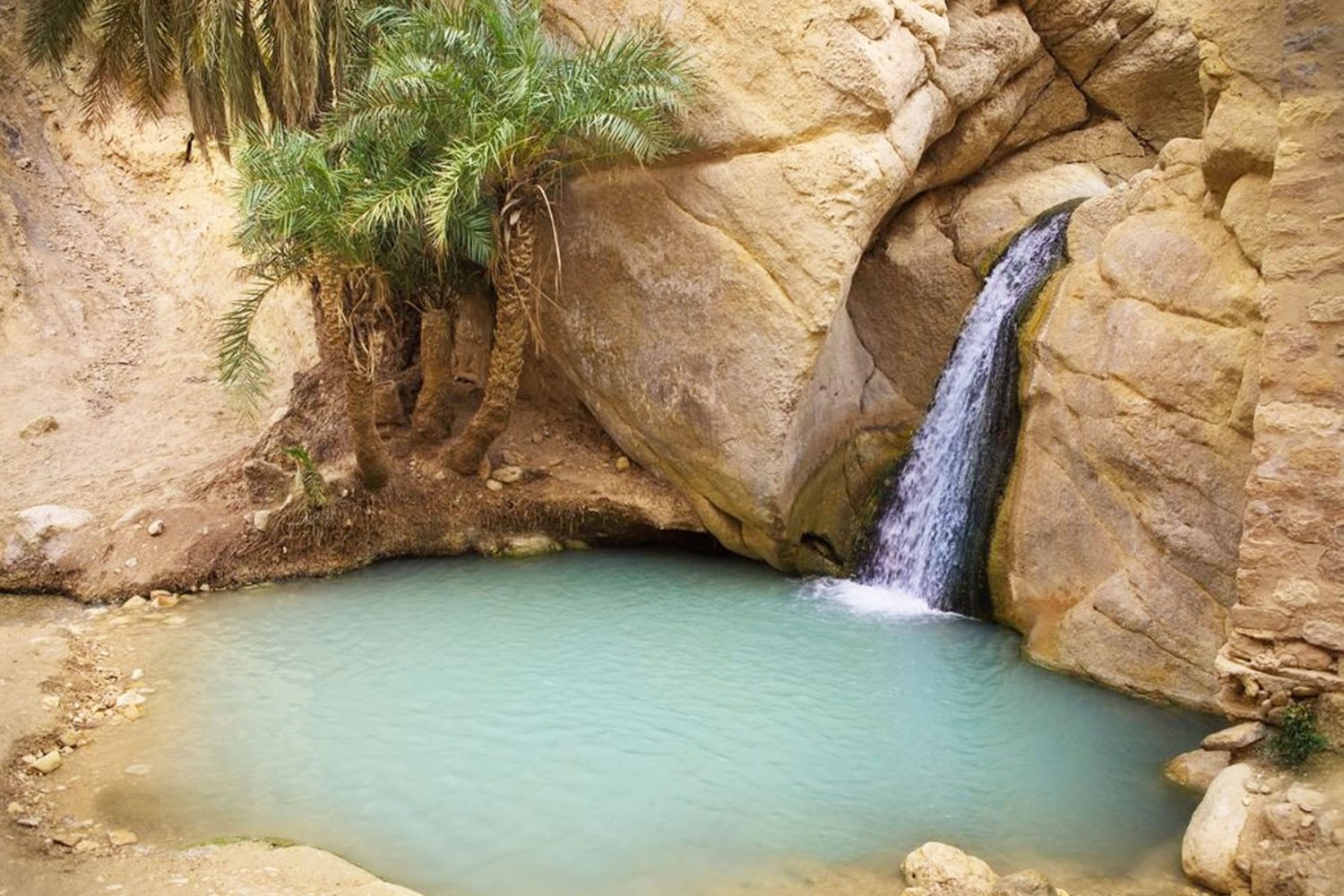 Oasis desert: Tamerza oasis Tunisia