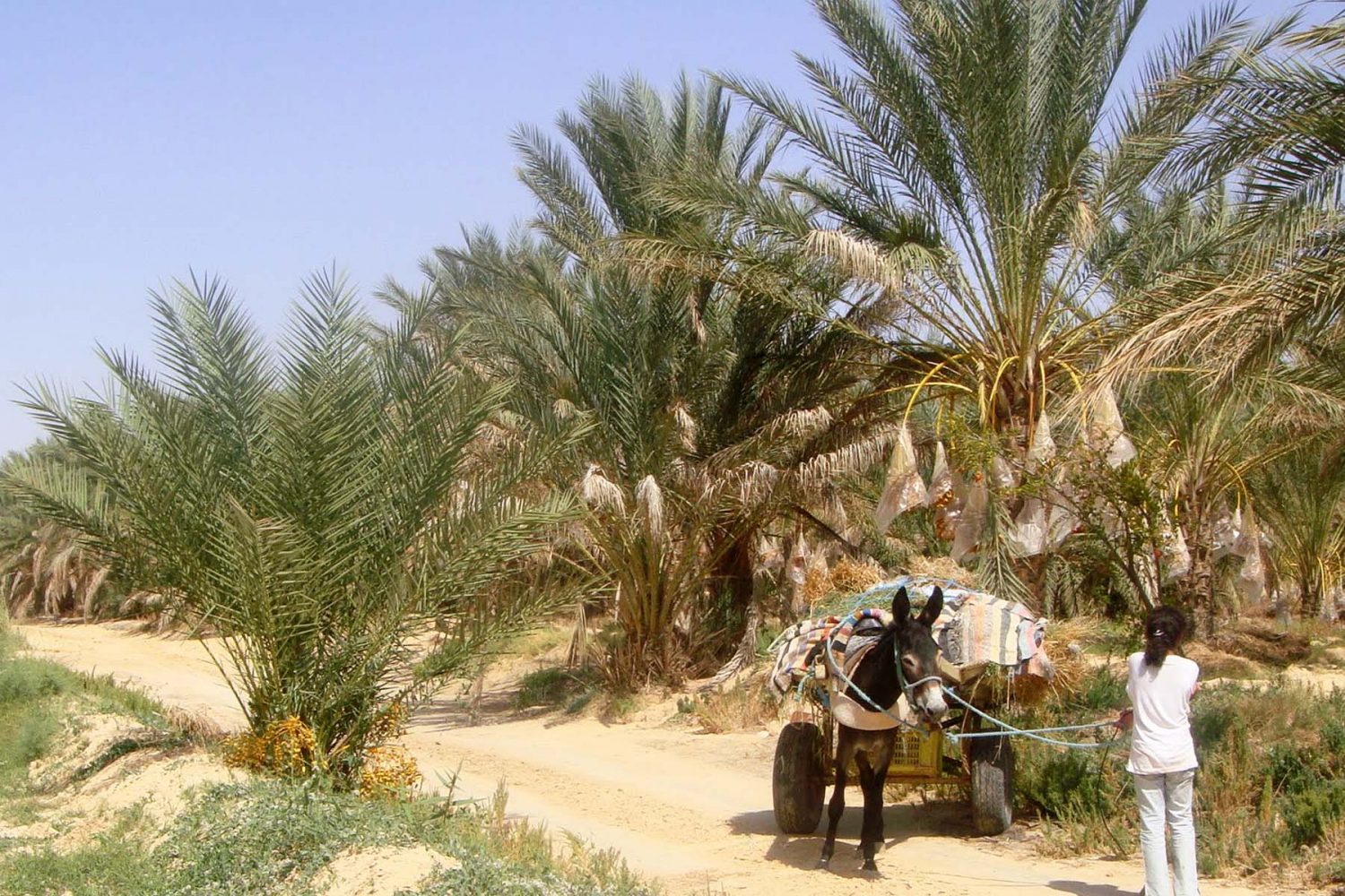 Tozeur Oasis Tunisia