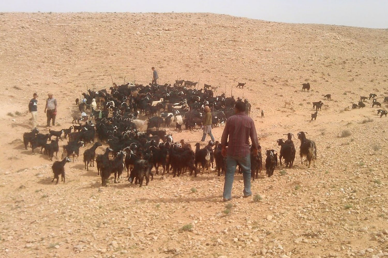 nomadic lifestyle with a Berber Shepherd