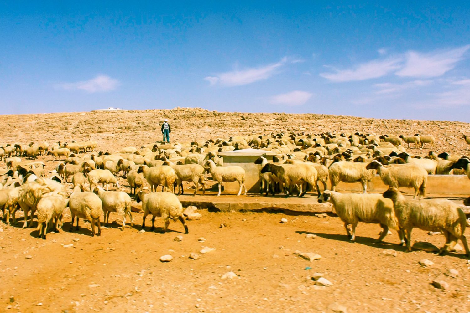 A Day with a Berber Shepherd