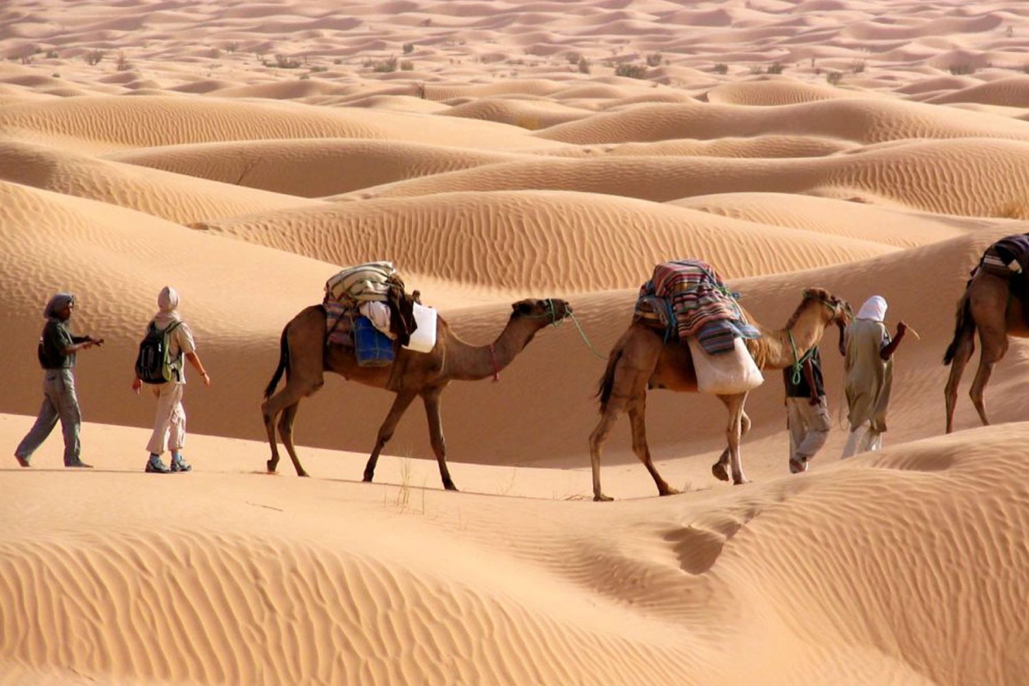 Sahara Camel Trekking