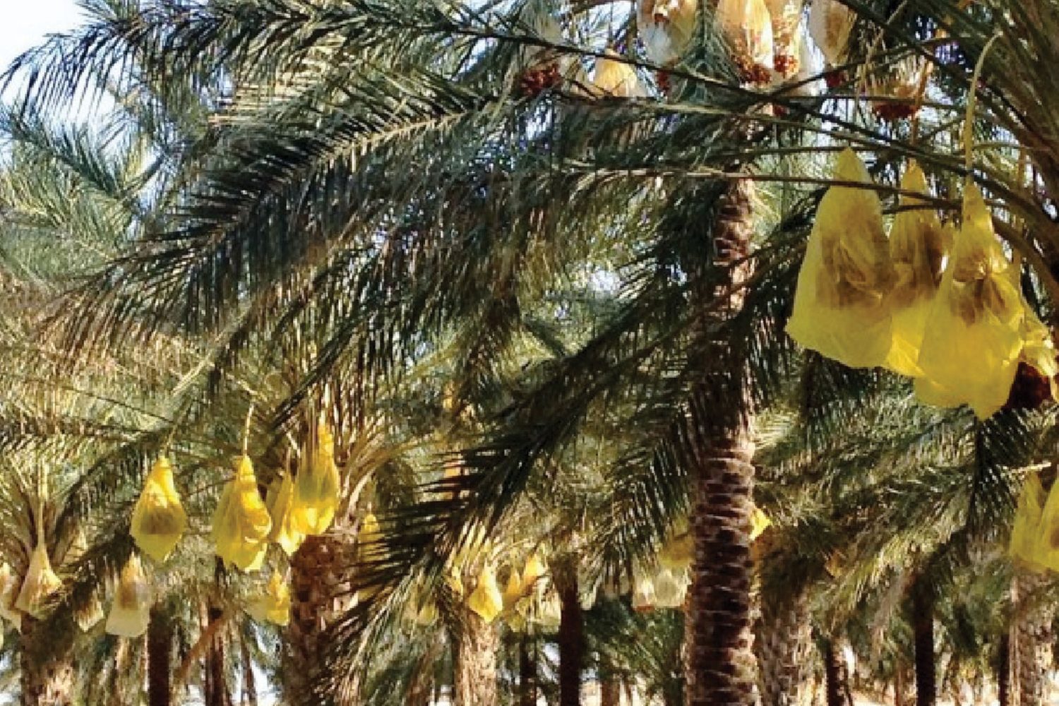 Tozeur Oasis Tunisie