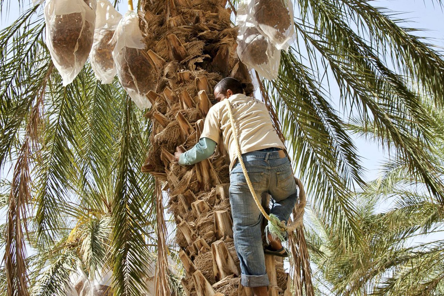 Dates Harvest