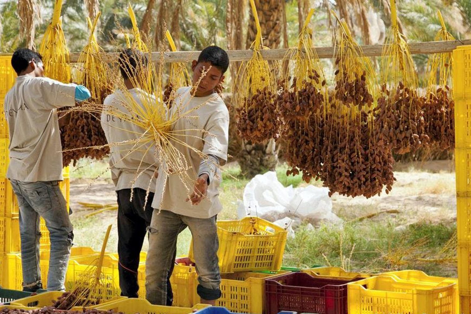 Dates Harvest