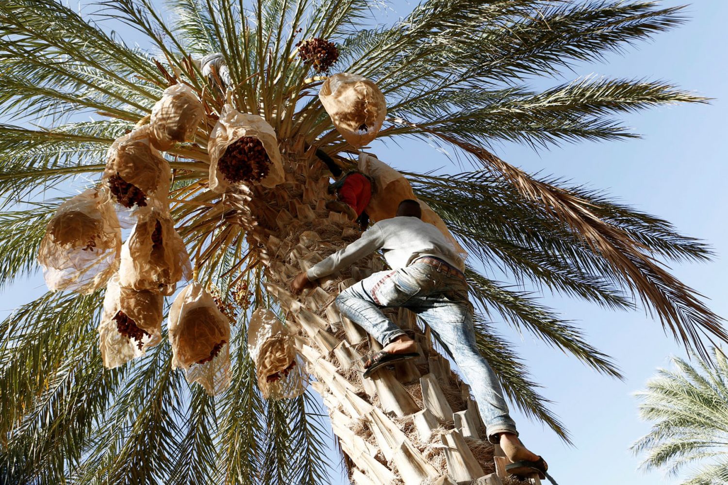 Dates Harvest