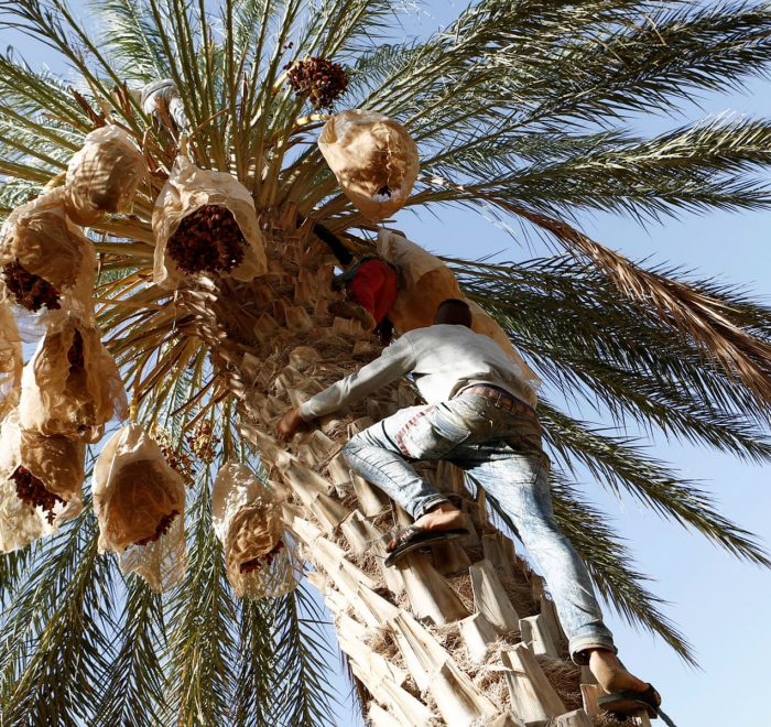 Dates Harvest