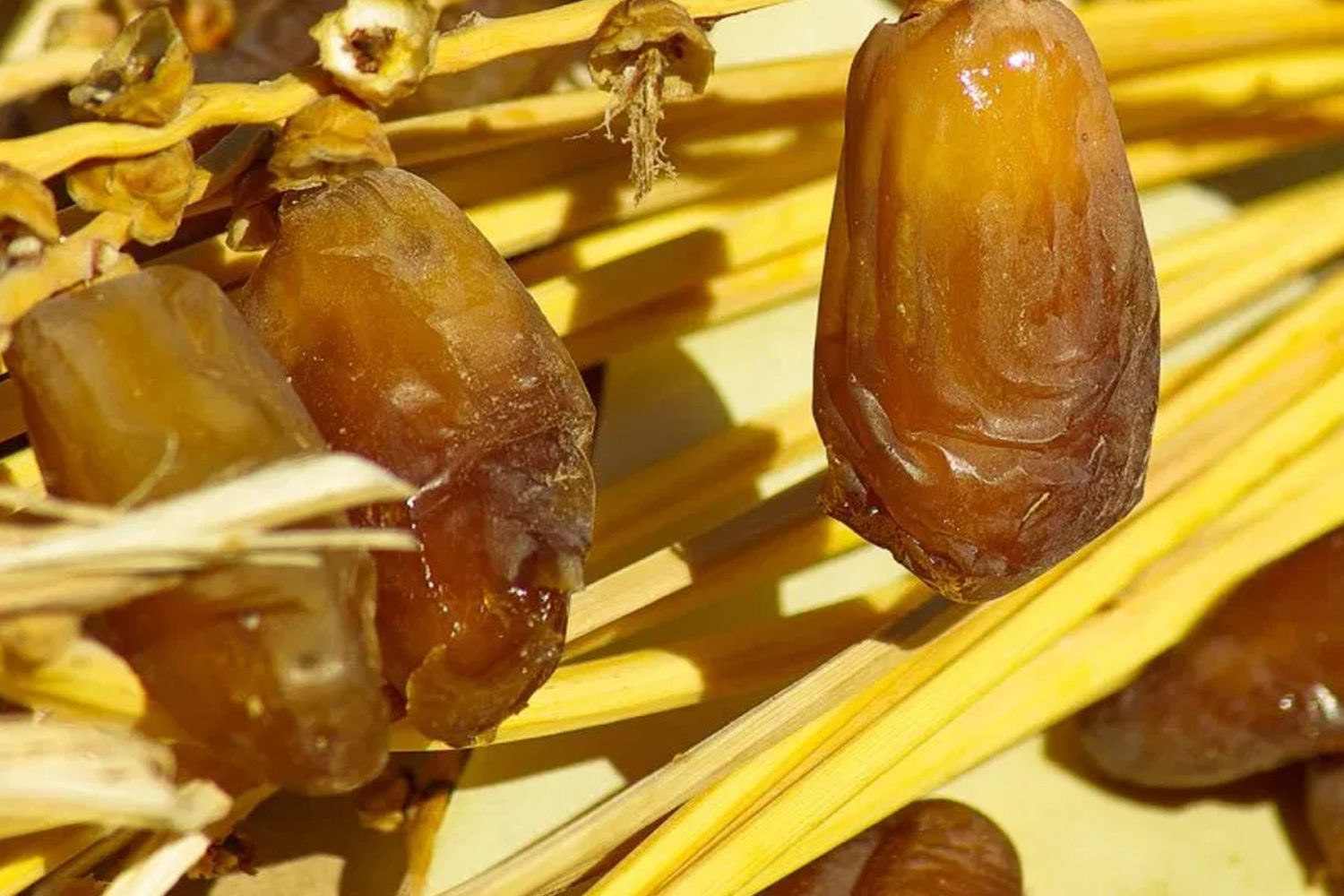 Dates Harvest