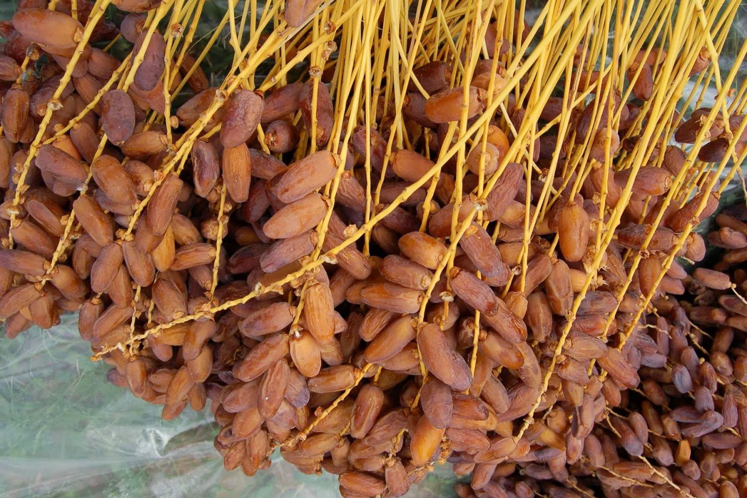 Dates Harvest