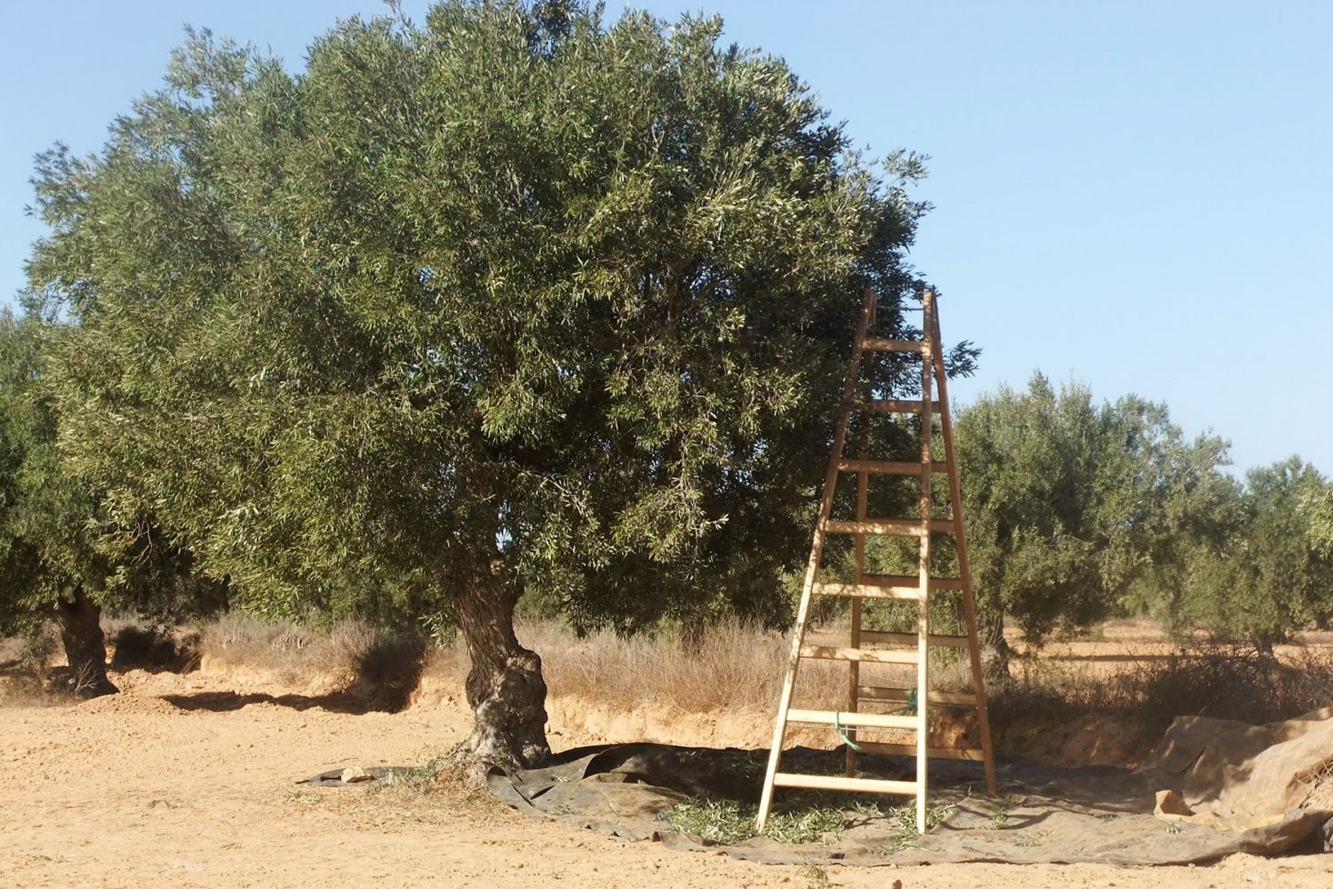 Using a ladder in olive harvest