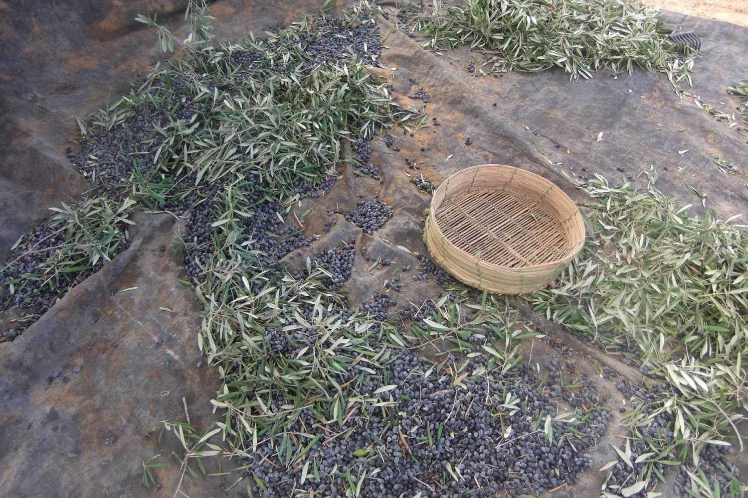 Olive Harvest