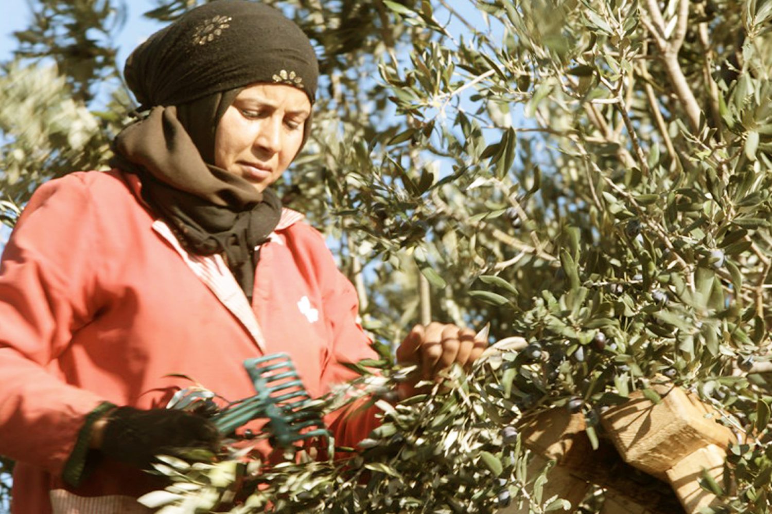 A woman harvesting olives