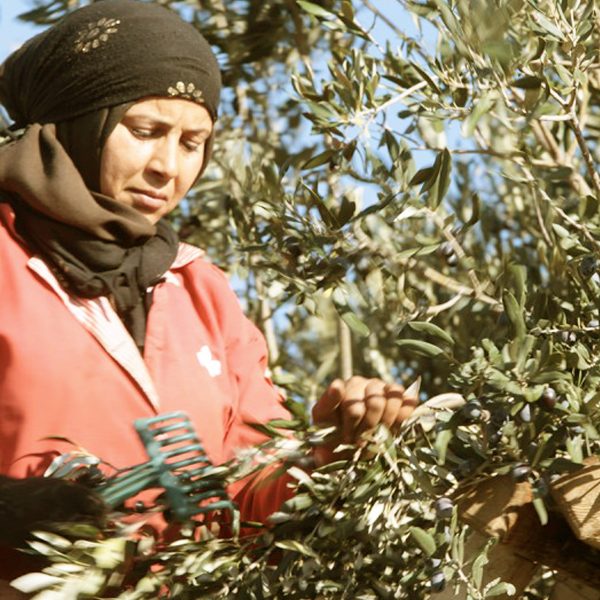 A woman harvesting olives