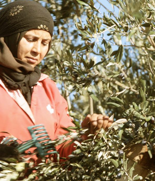 A woman harvesting olives