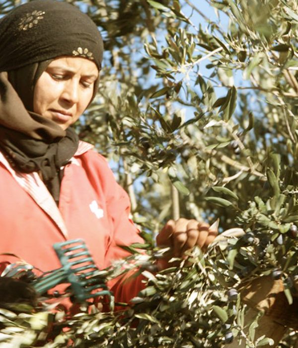 A woman harvesting olives