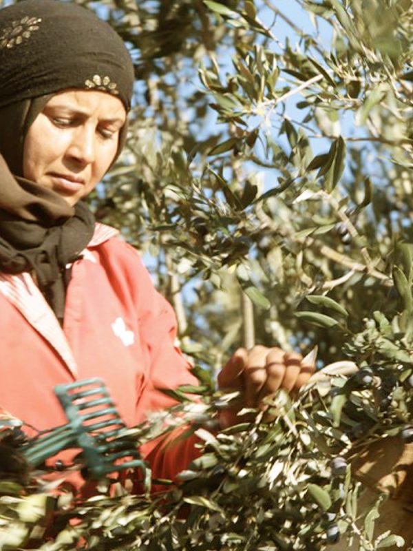 A woman harvesting olives