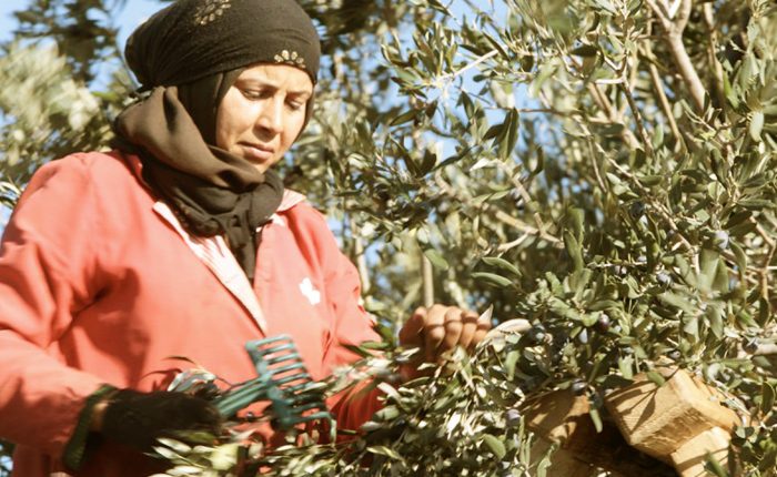 A woman harvesting olives