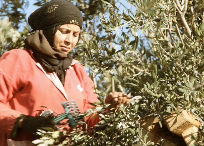 A woman harvesting olives