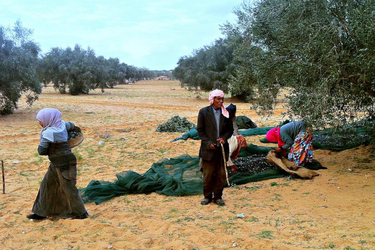 Olive Harvest in south tunisia