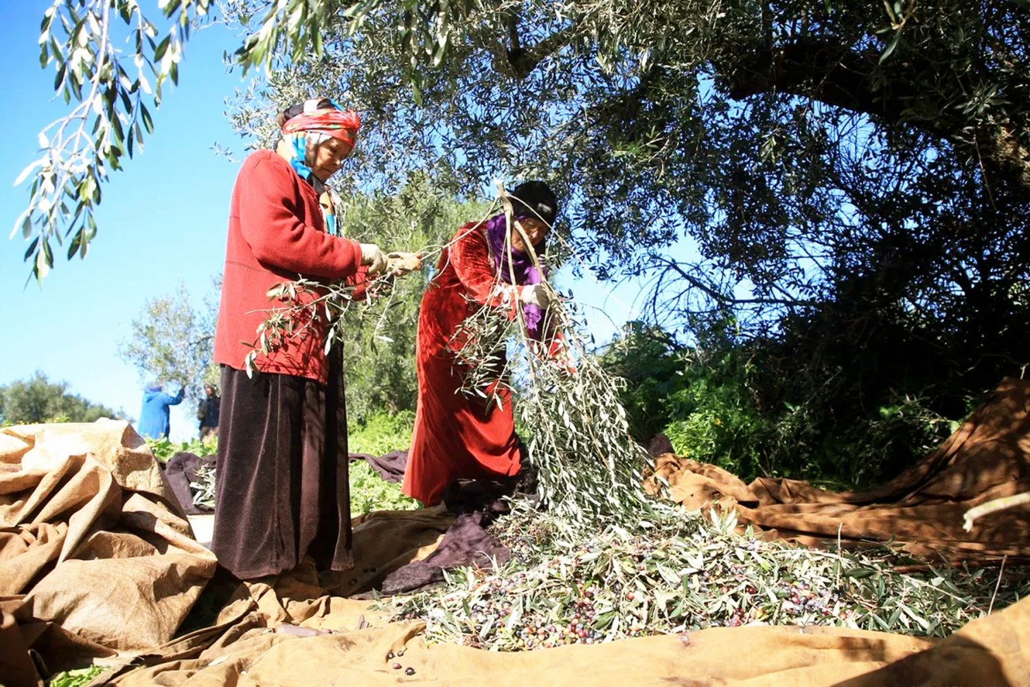 Two women picking olives