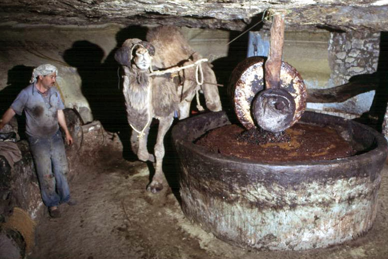 Traditional technique of extracting olive oil