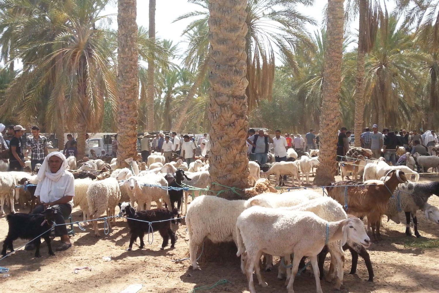 Douz marché des animaux