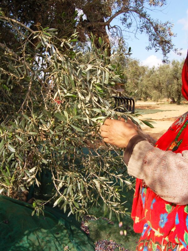 Journée de cueillettes des olives avec une famille berbère