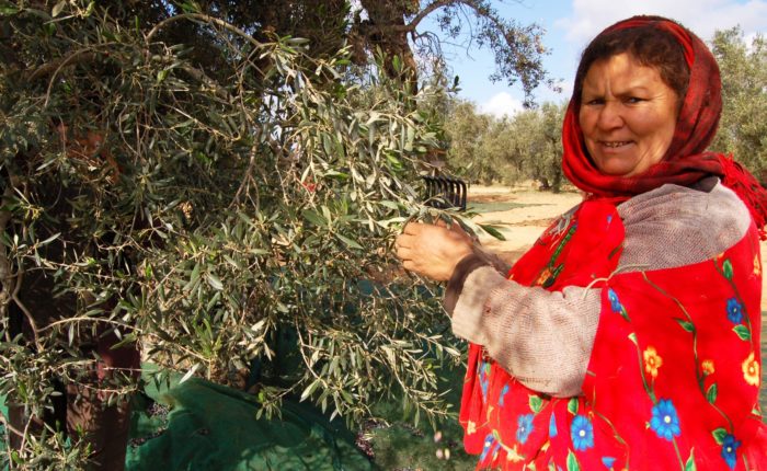 Journée de cueillettes des olives avec une famille berbère