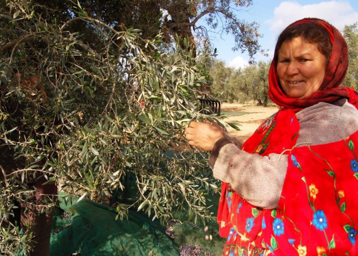 Journée de cueillettes des olives avec une famille berbère