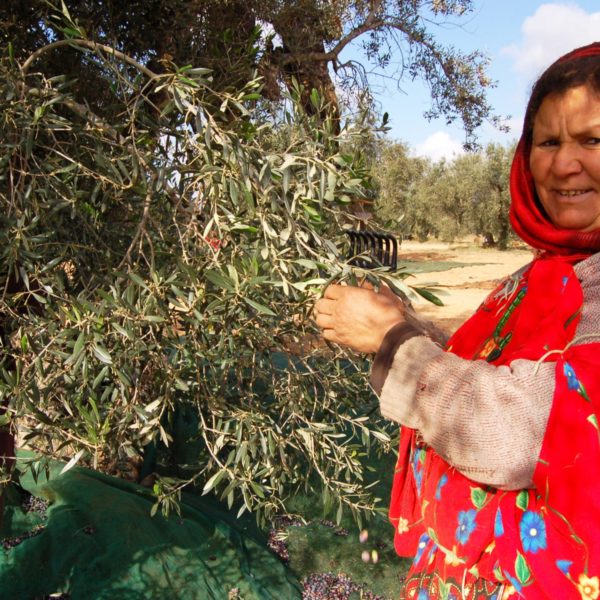 Cosecha de aceitunas con los bereberes Tunez