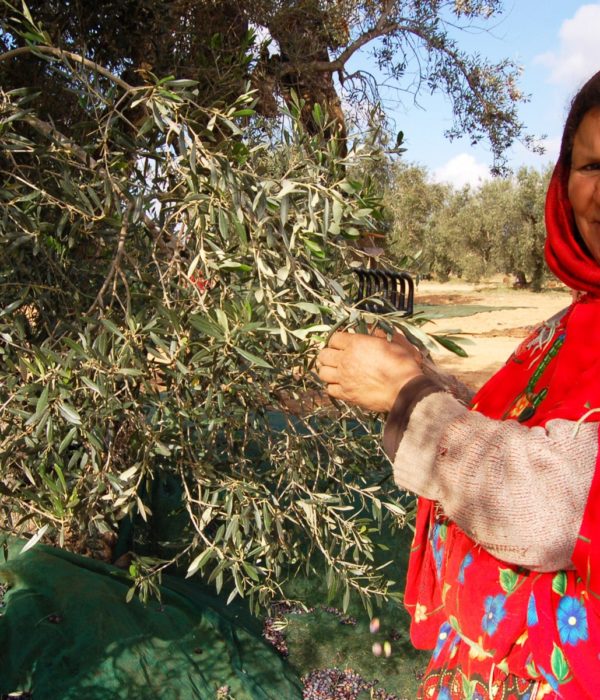 Cosecha de aceitunas con los bereberes Tunez