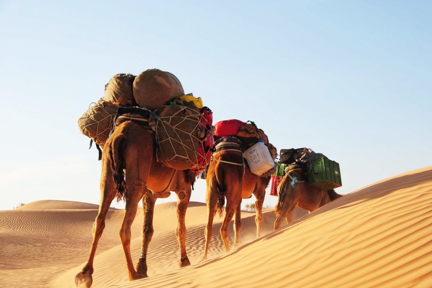 Trek et randonnée chamelière Sahara Tunisie