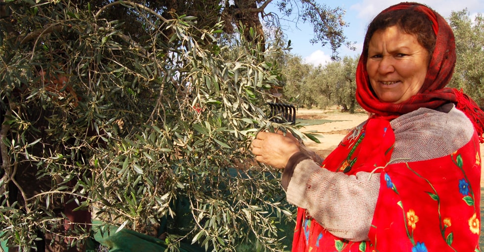 Agriculteurs Tunisie