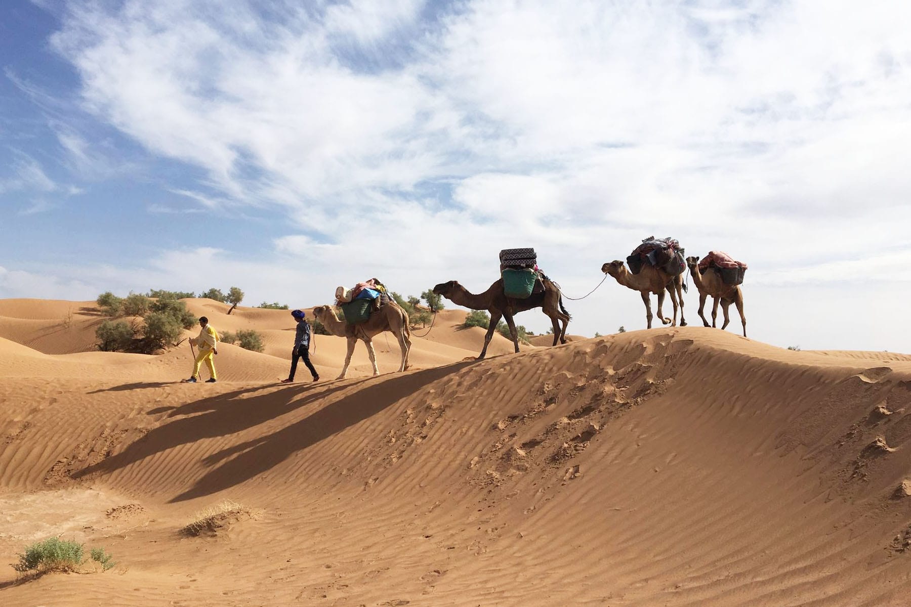 Randonnée chamelière dans le Sahara tunisien