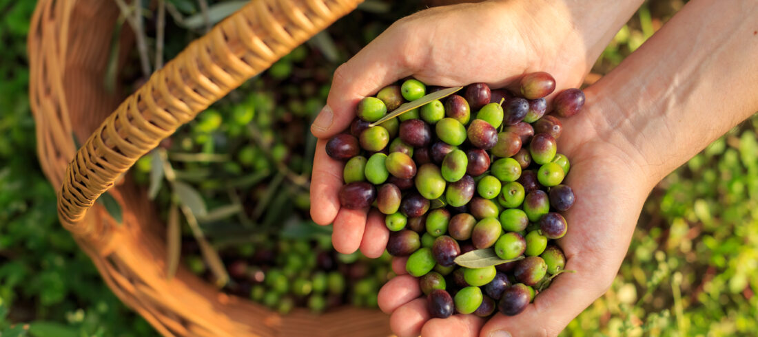 Olive harvesting in Tunisia