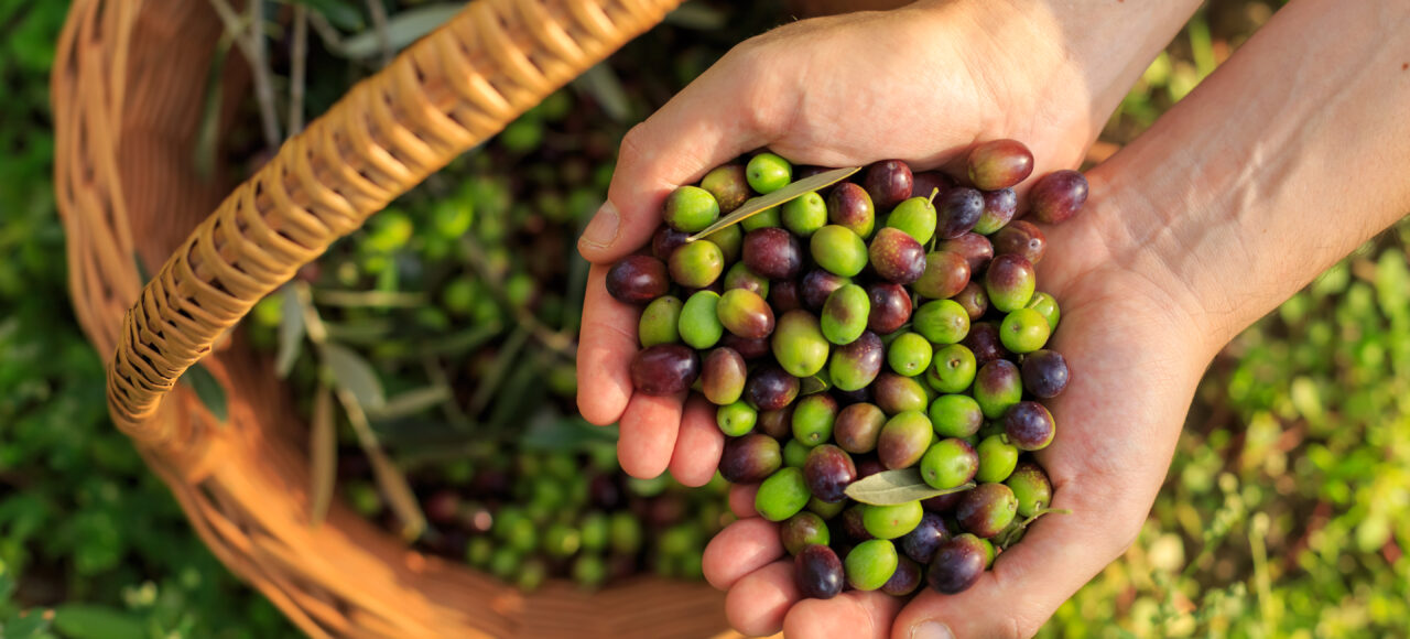 Olive harvesting in Tunisia