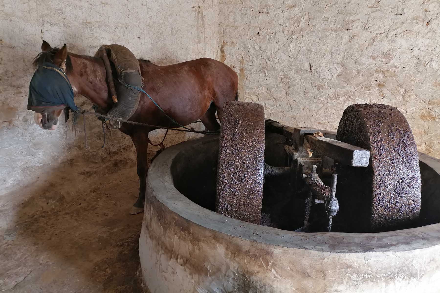 The old tradition of extracting oil after olive harvesting