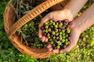 récolte des olives avec les familles Berbères Tunisien